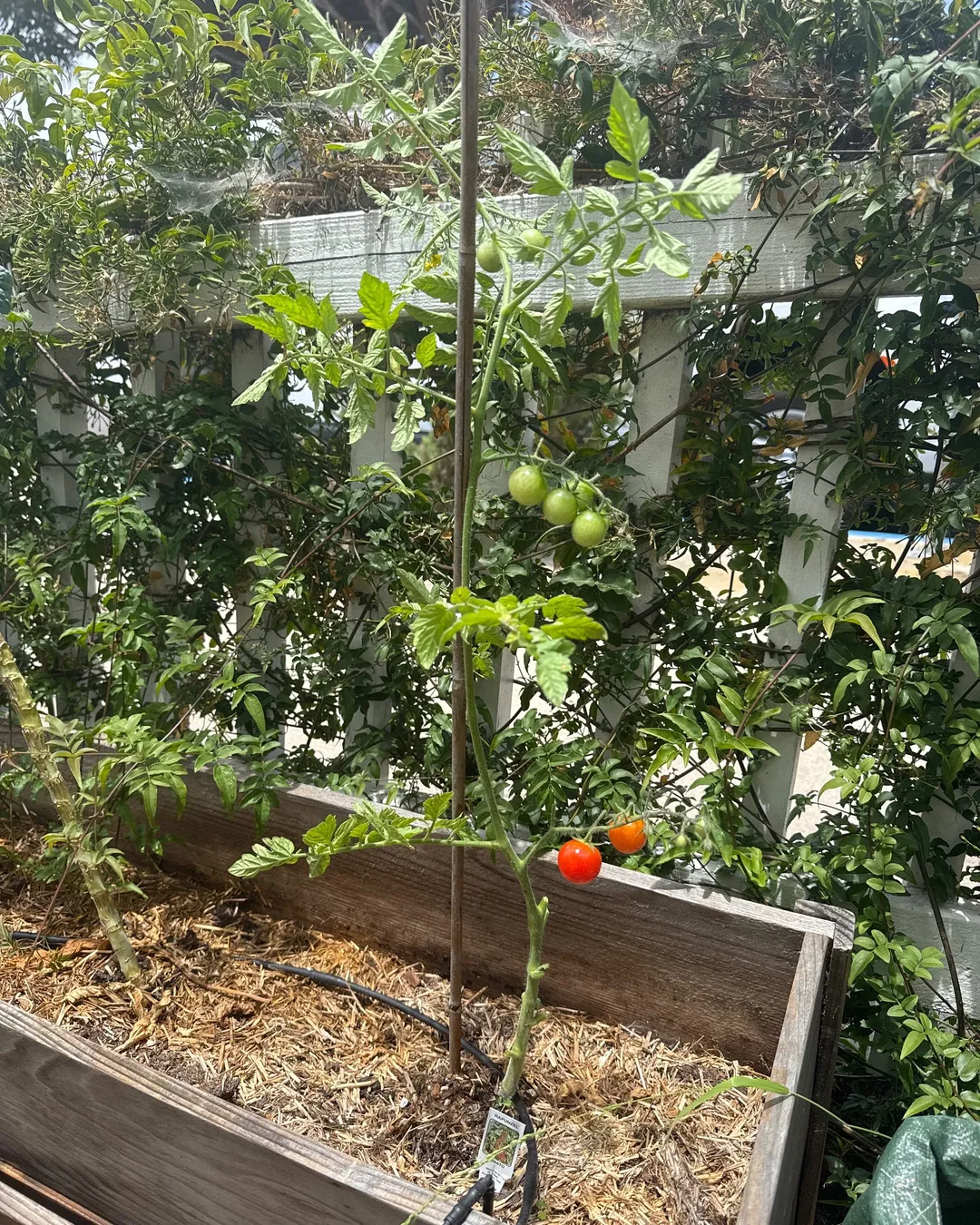 Plant photo