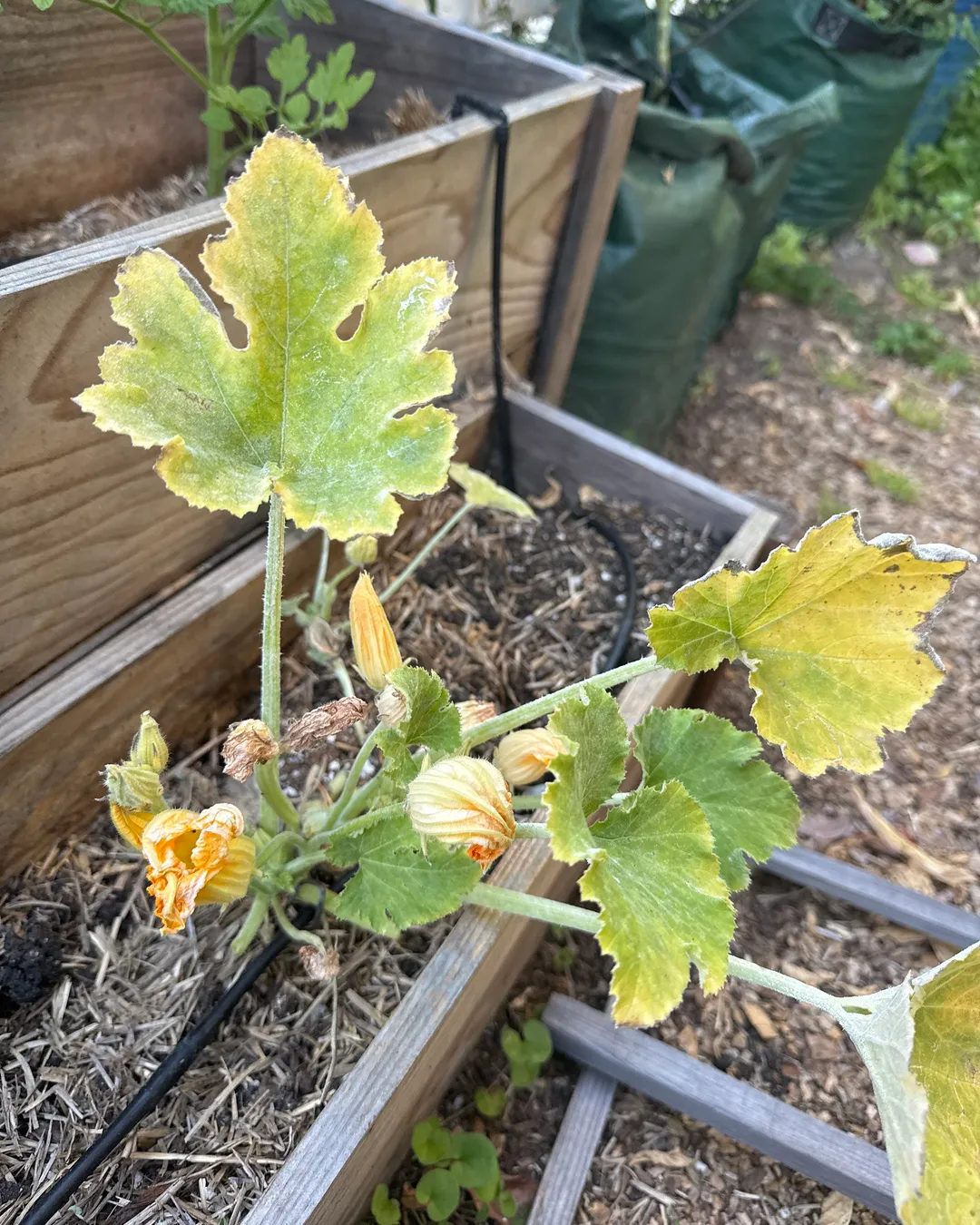 Plant photo