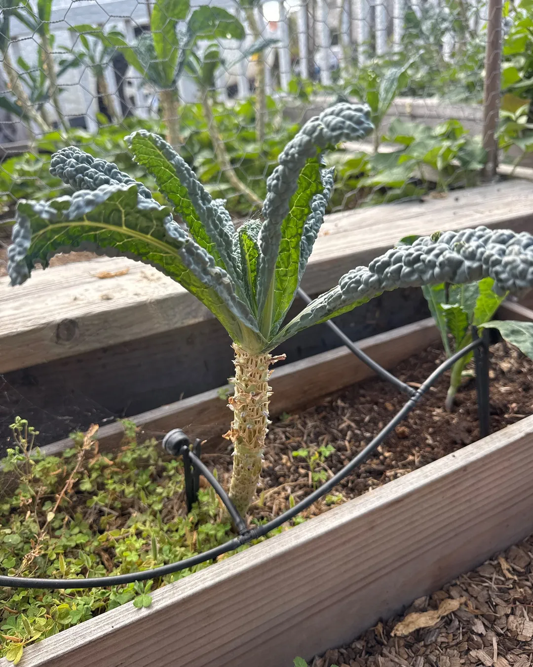 Plant photo