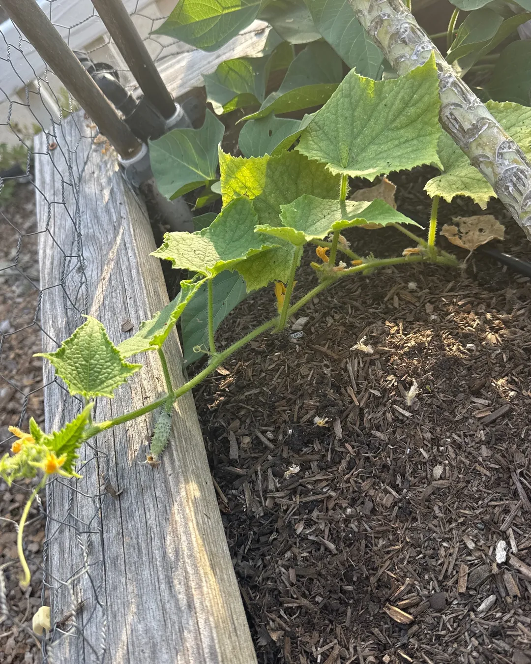 Plant photo