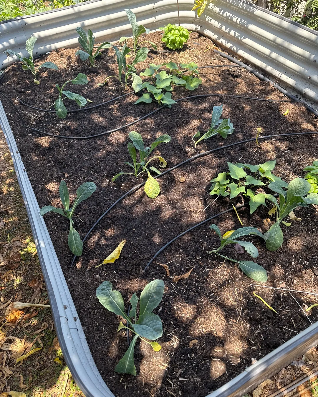 Plant photo