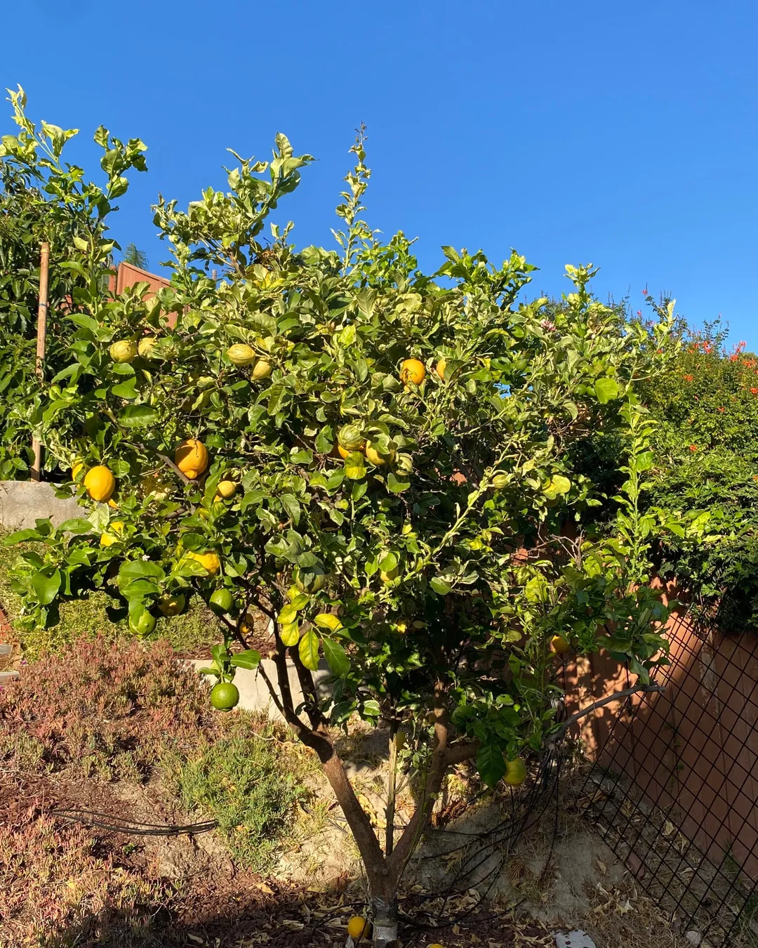 Plant photo