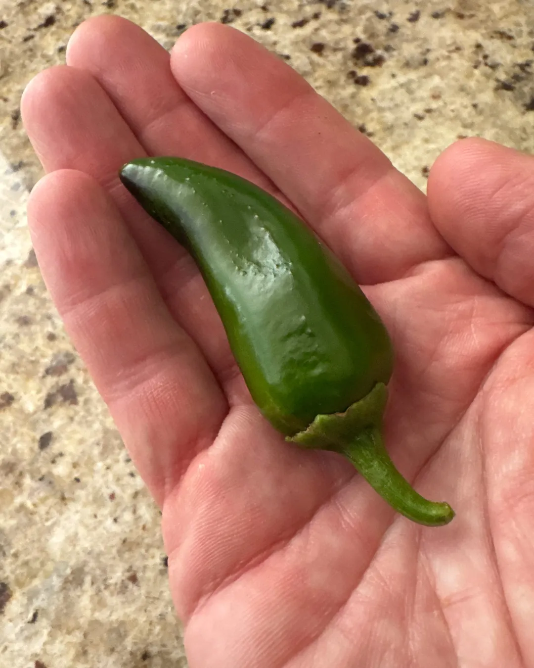 Harvested 1 Jalapeño Pepper