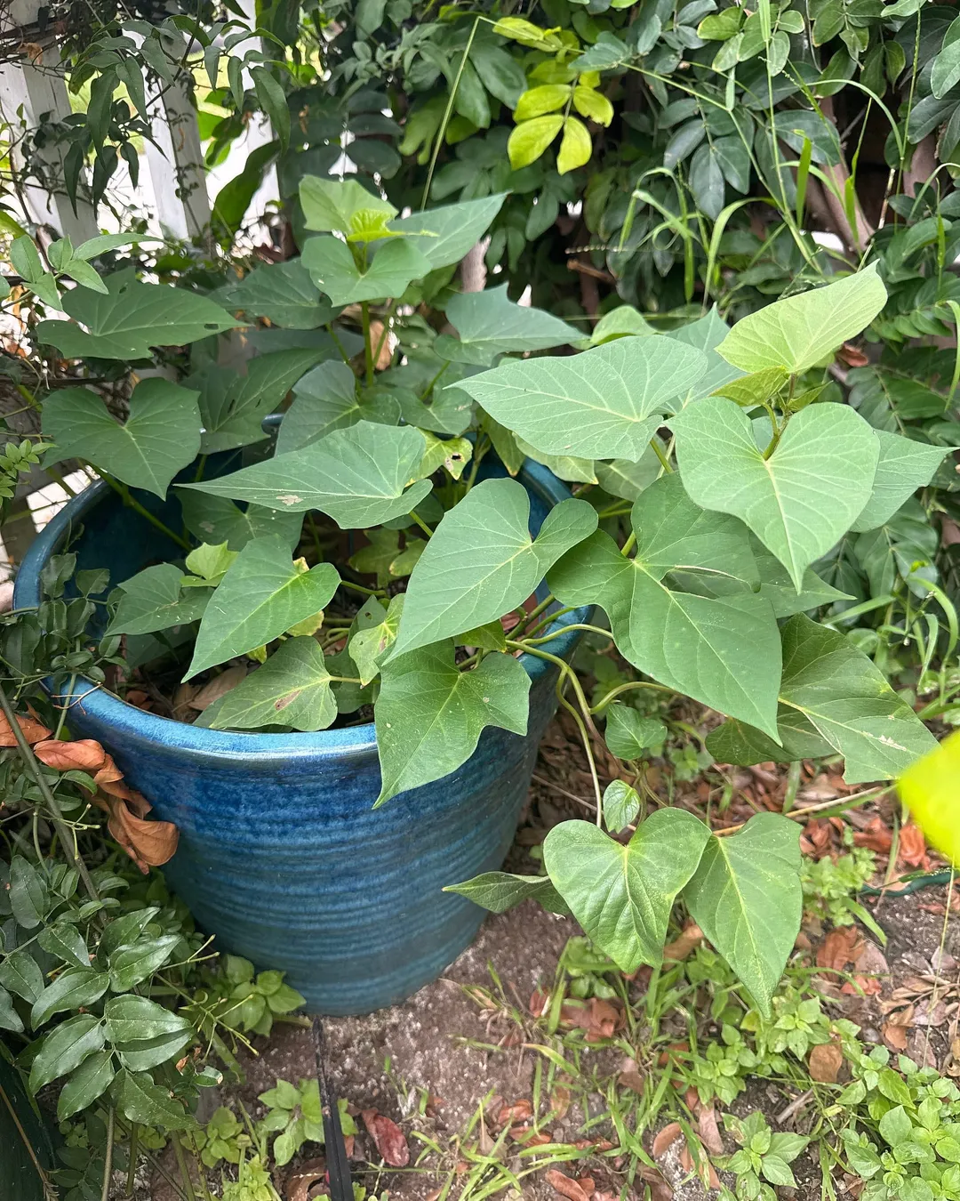 Plant photo