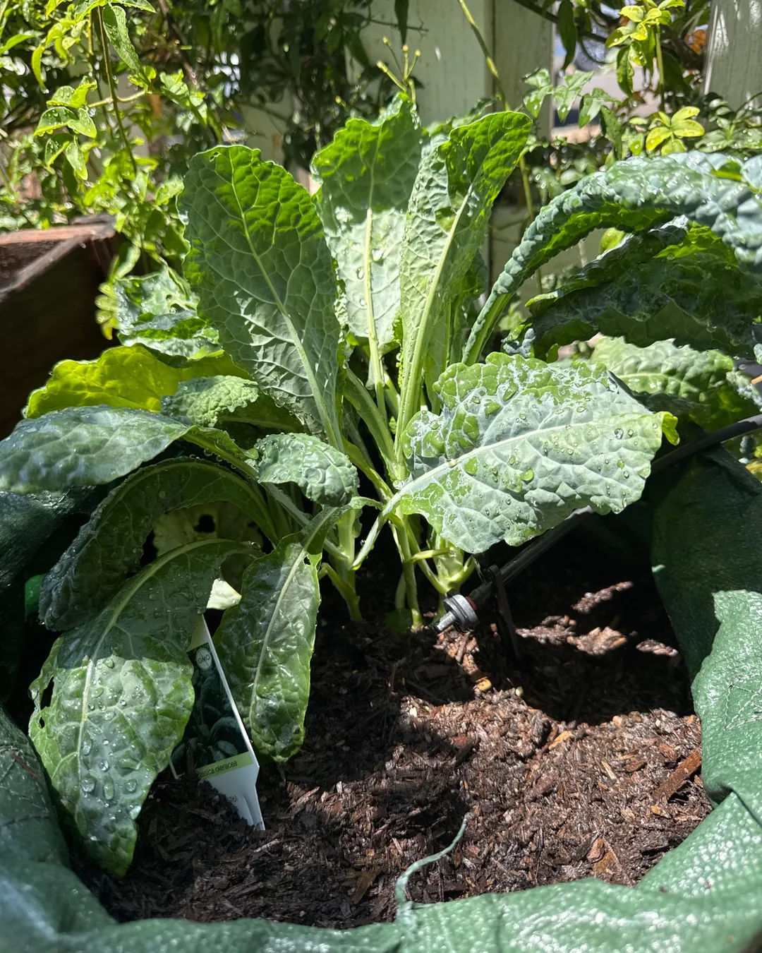 Plant photo