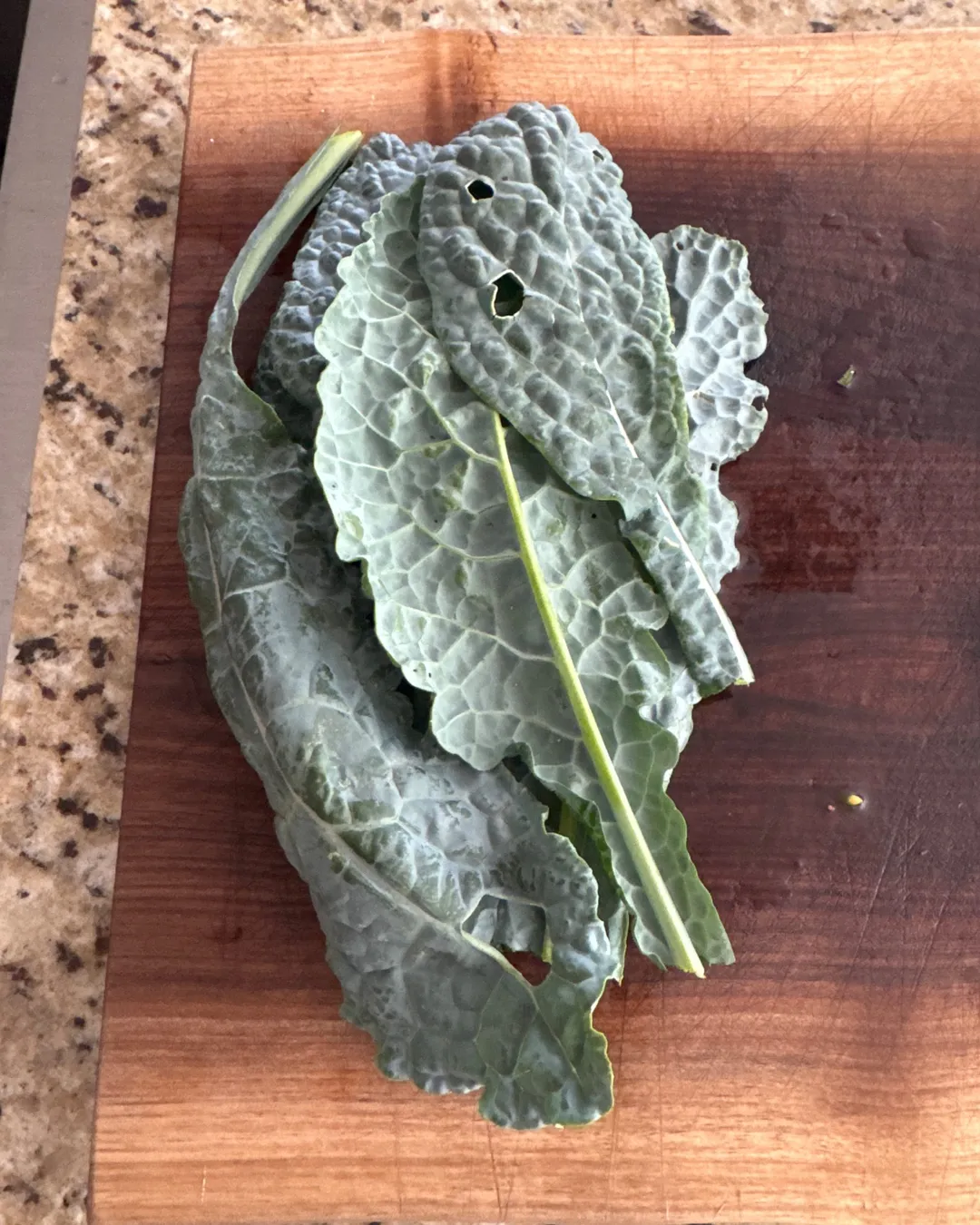 Harvested 8 leaves of Lacinato Kale