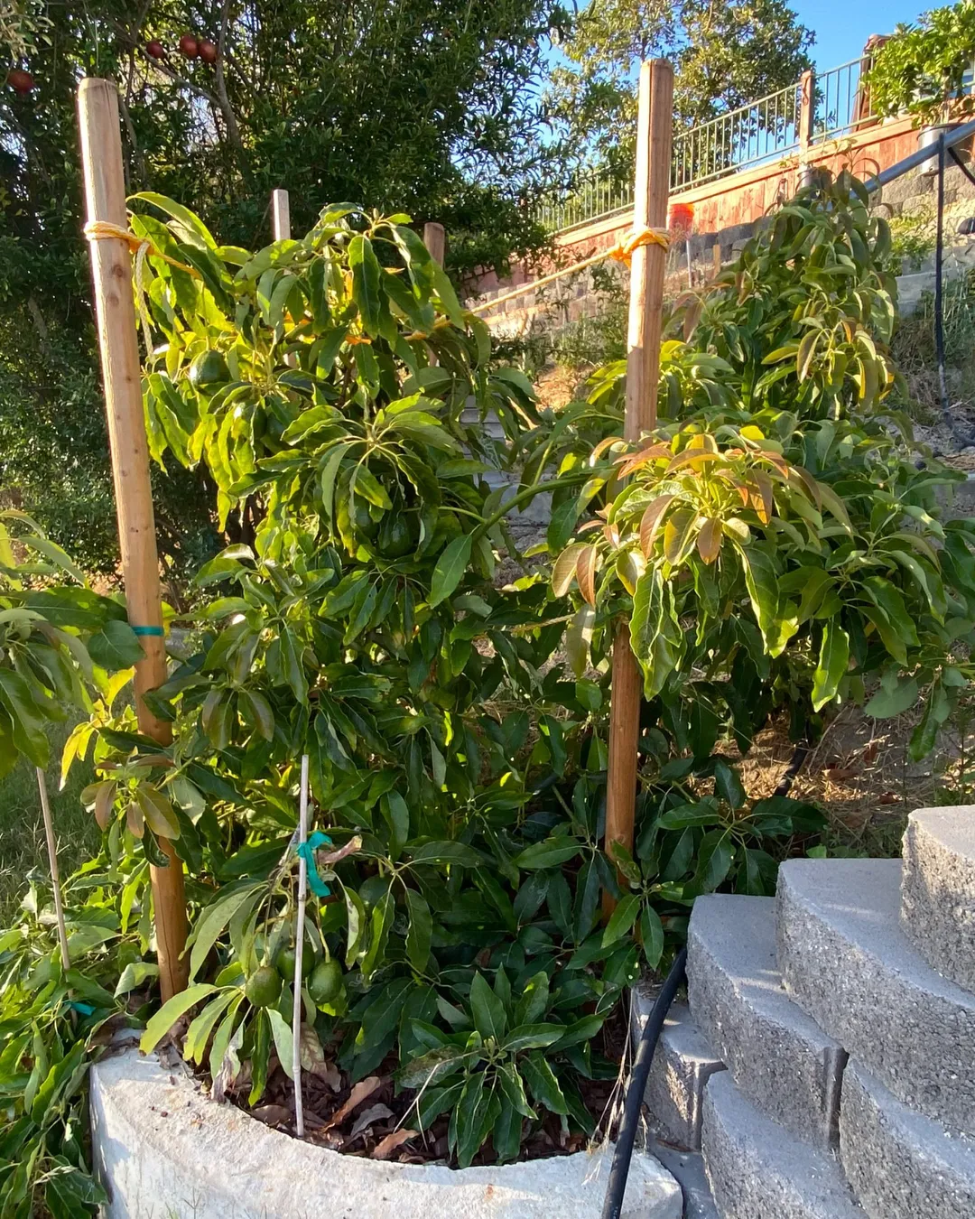 More than (60) fruits already and they are getting bigger (Hass sized now)