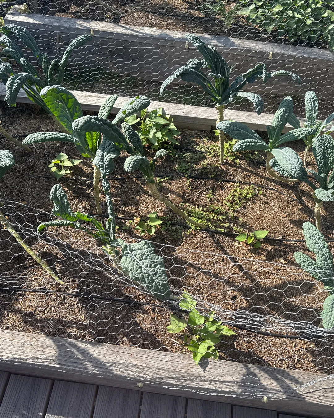 Plant photo