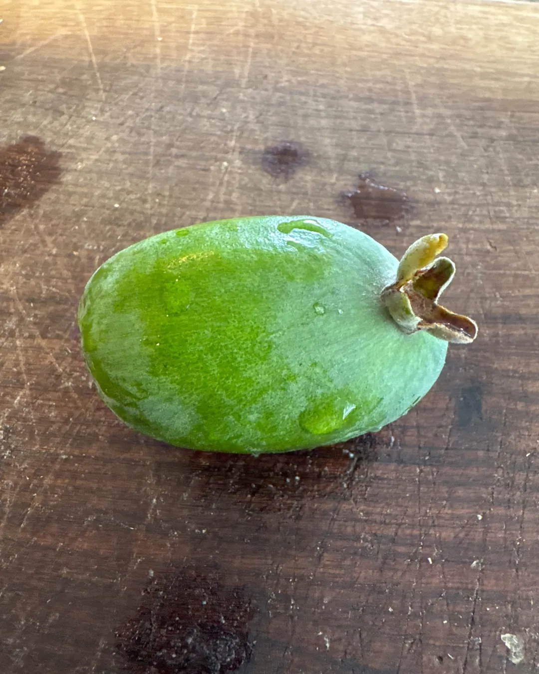 Harvested 1 Guava