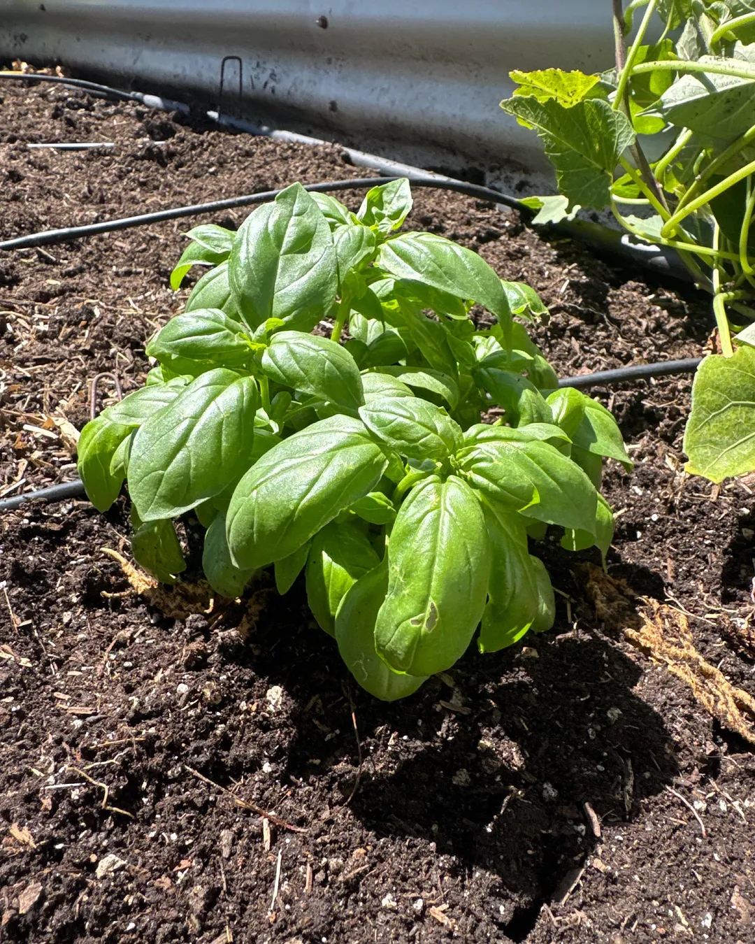 Plant photo