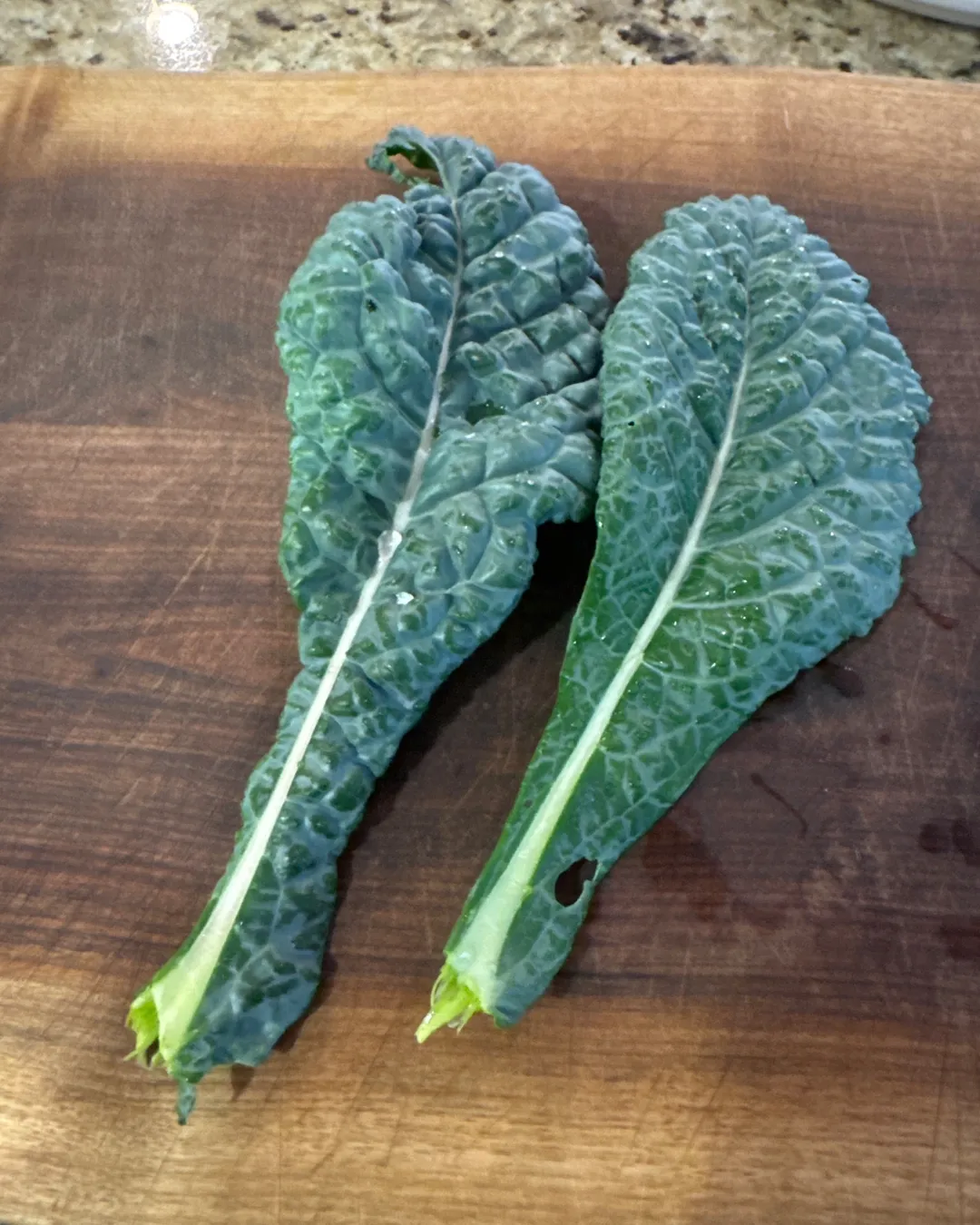Harvested 2 leaves of Lacinato Kale