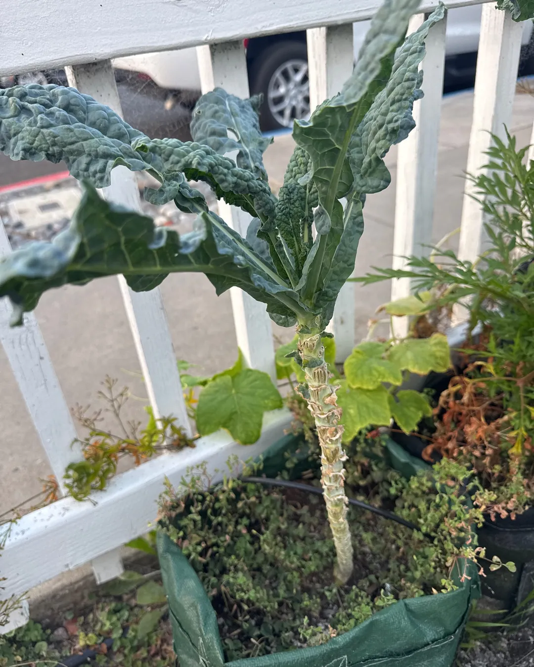 Plant photo