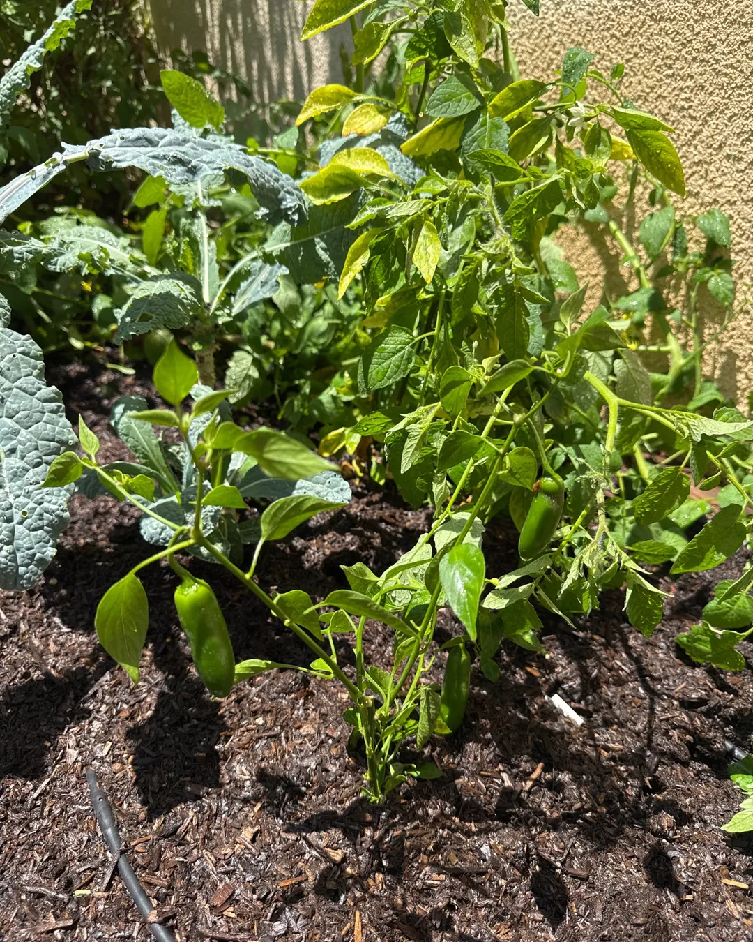 Plant photo