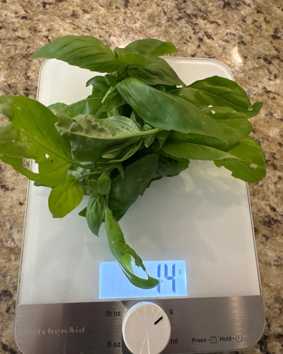 Harvested 14 grams of Sweet Basil