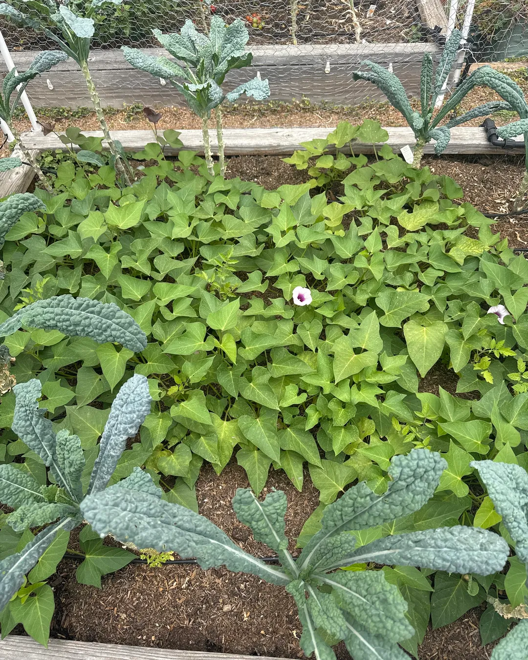 Plant photo