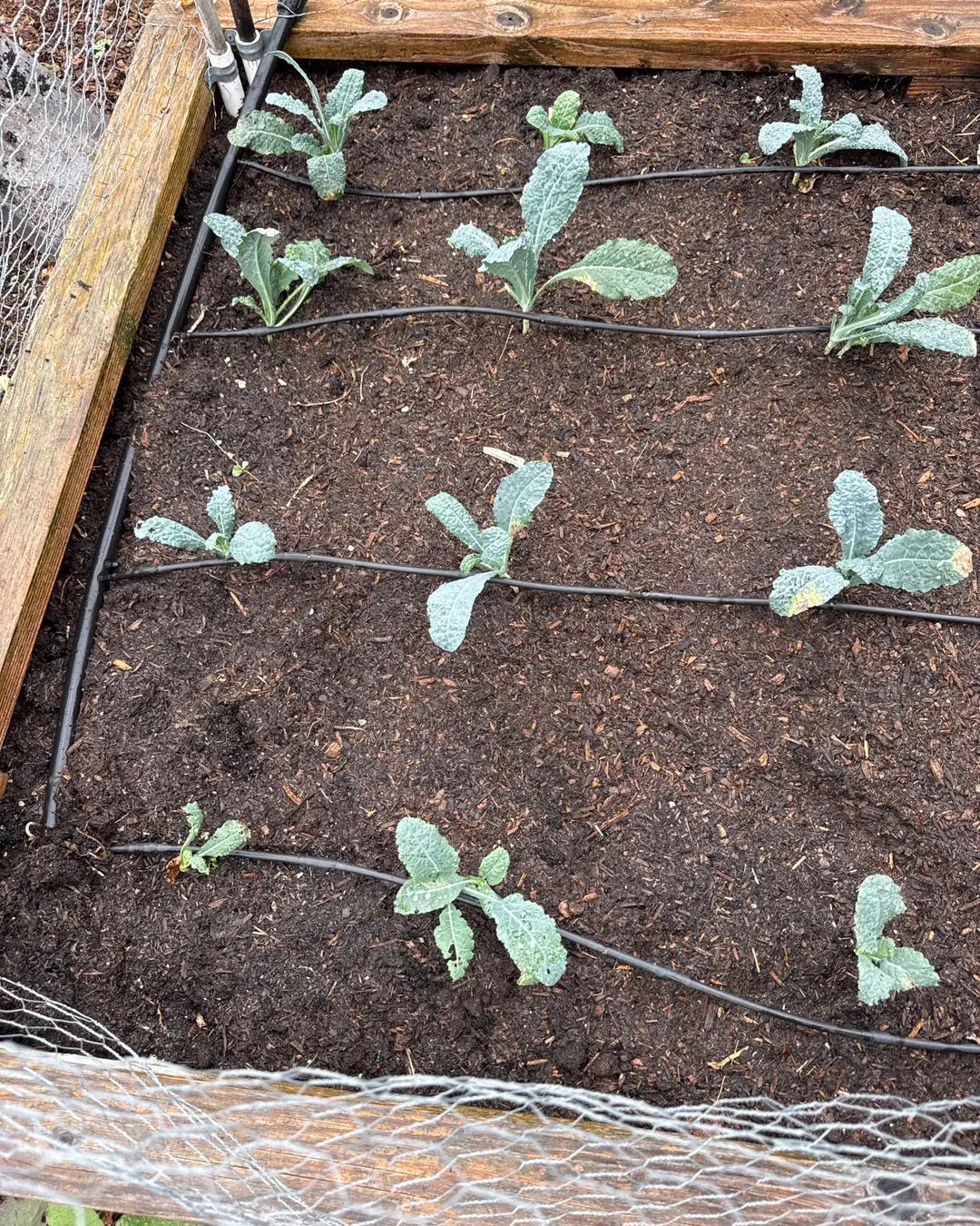 Plant photo