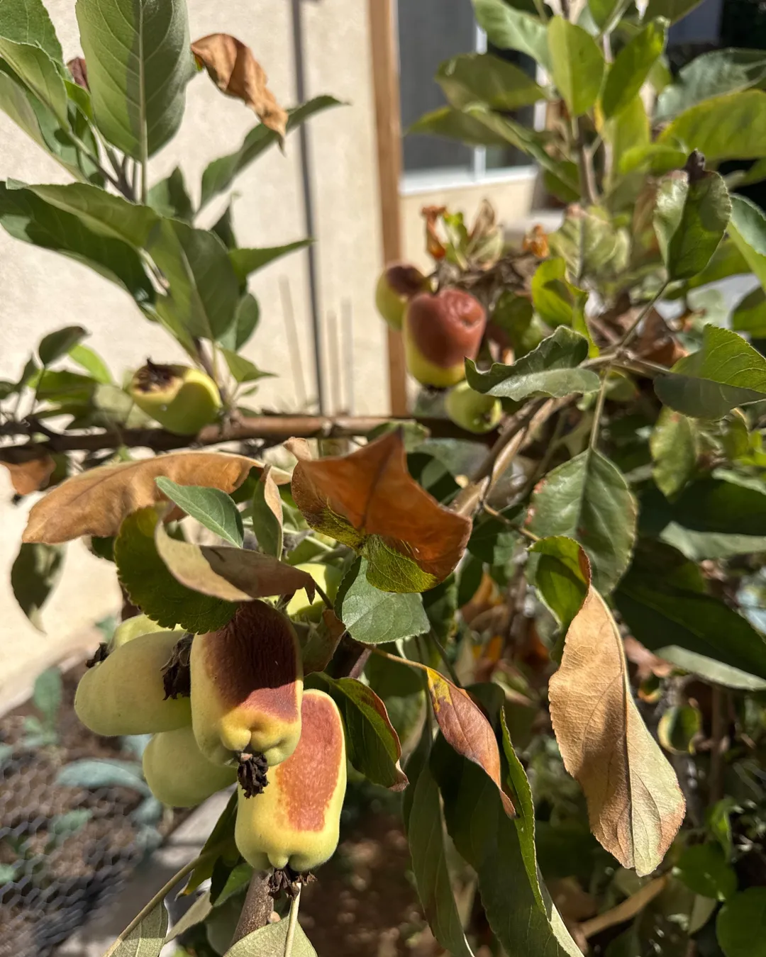 Plant photo