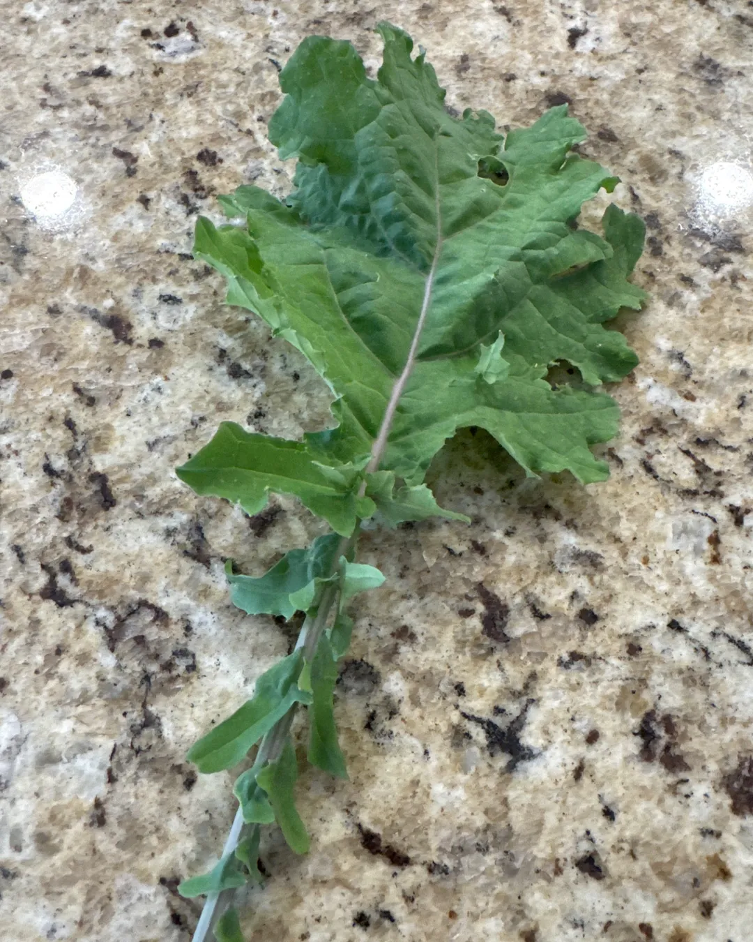 Harvested 1 leaf of White Russian Kale