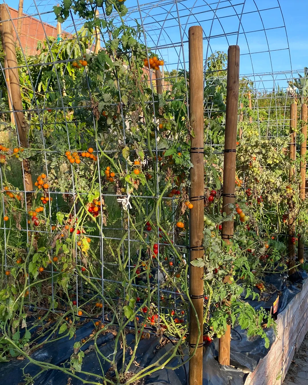 Plant photo