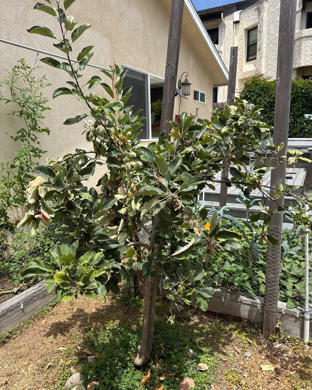Plant photo