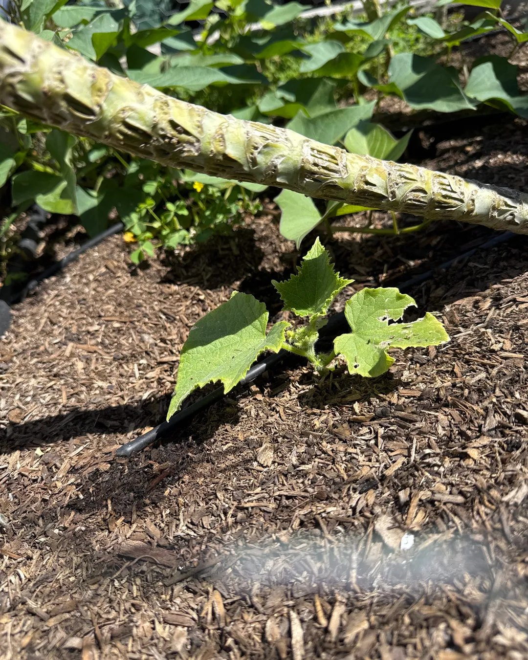 Plant photo