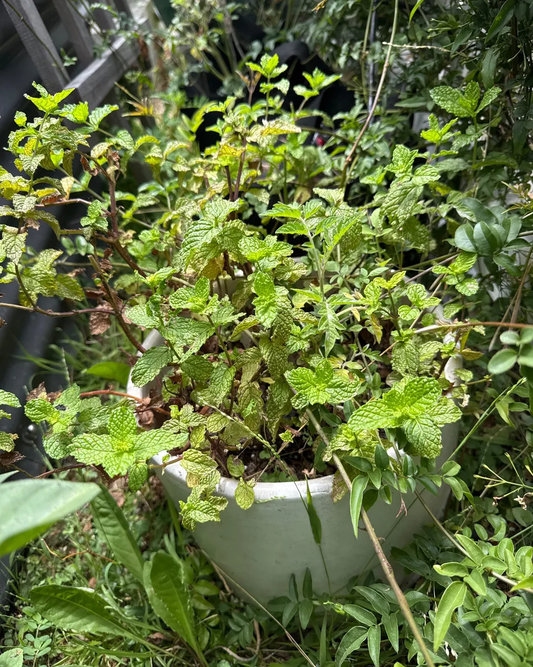 Plant photo