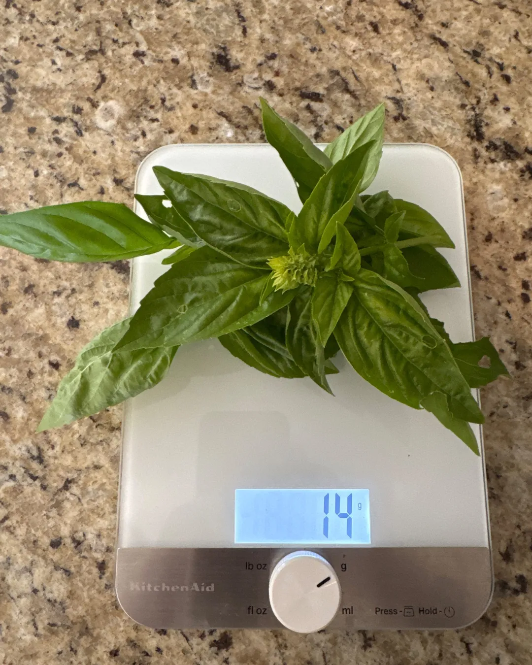 Harvested 14 grams of Sweet Basil