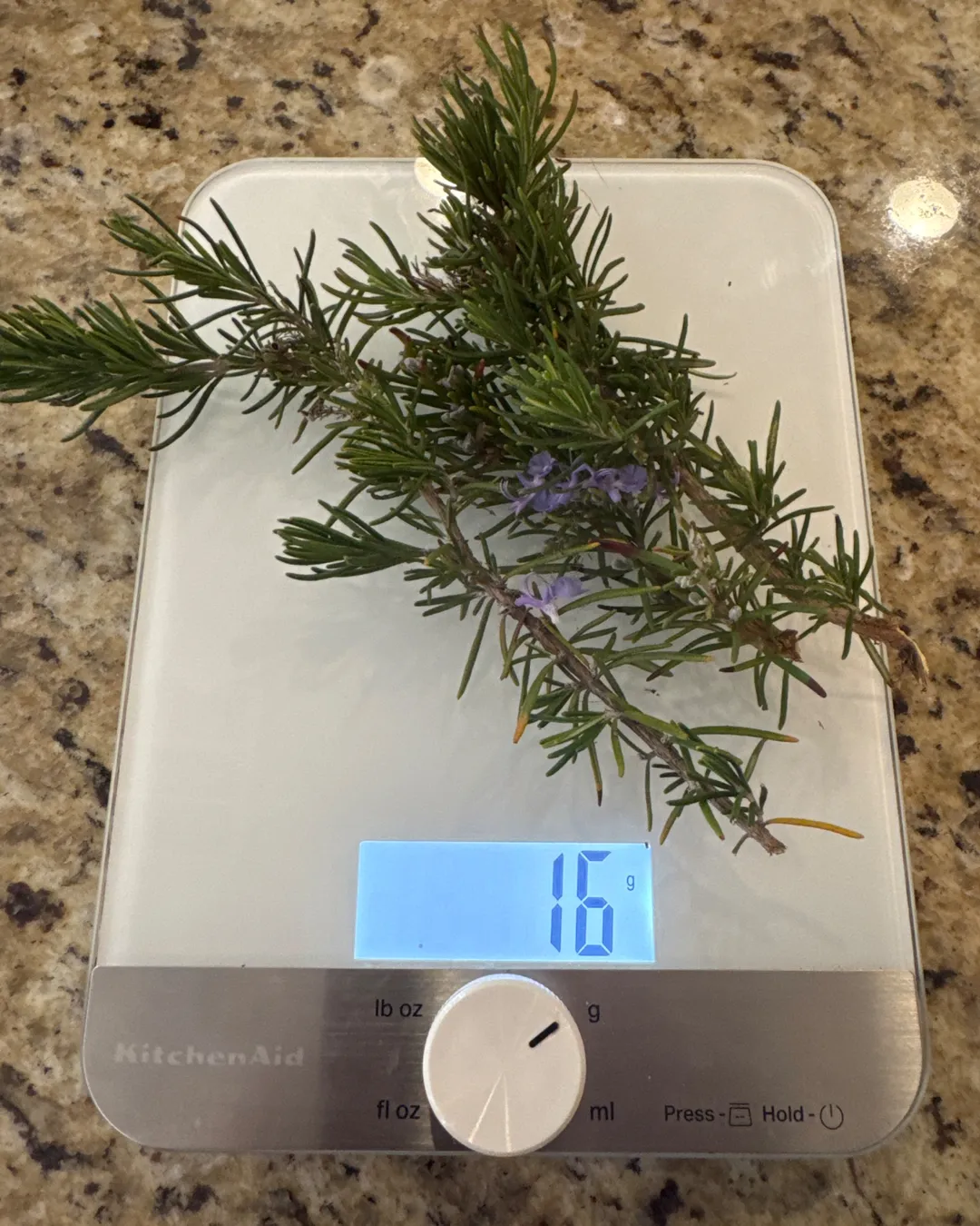 Harvested 16 grams of Rosemary
