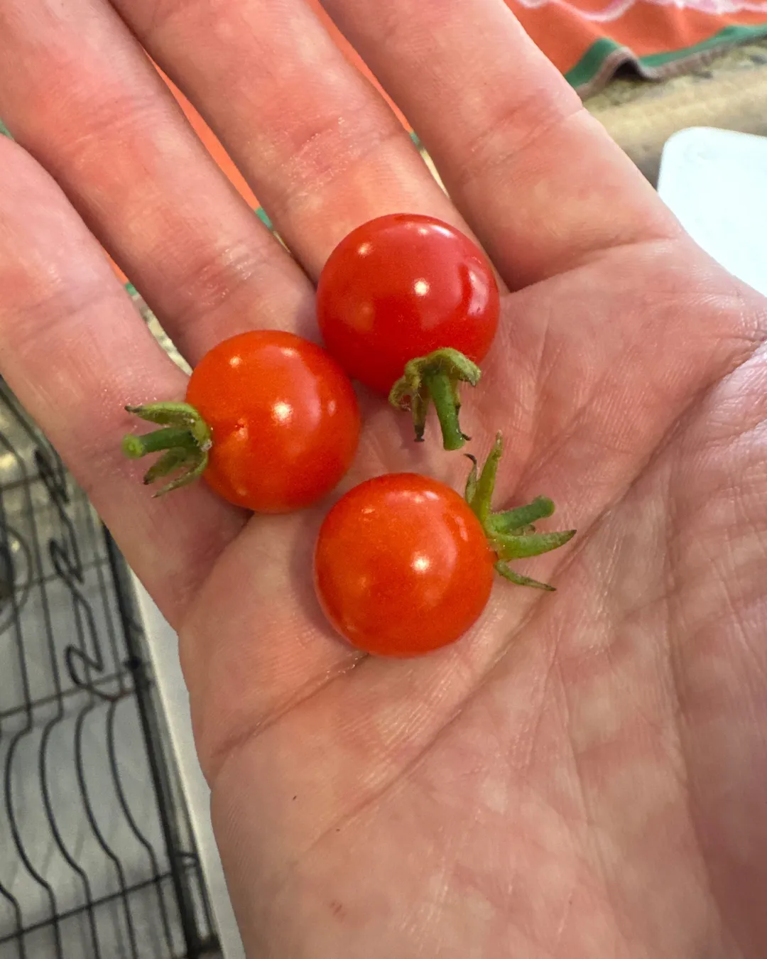 Harvested 3 Rapunzel Tomatoes