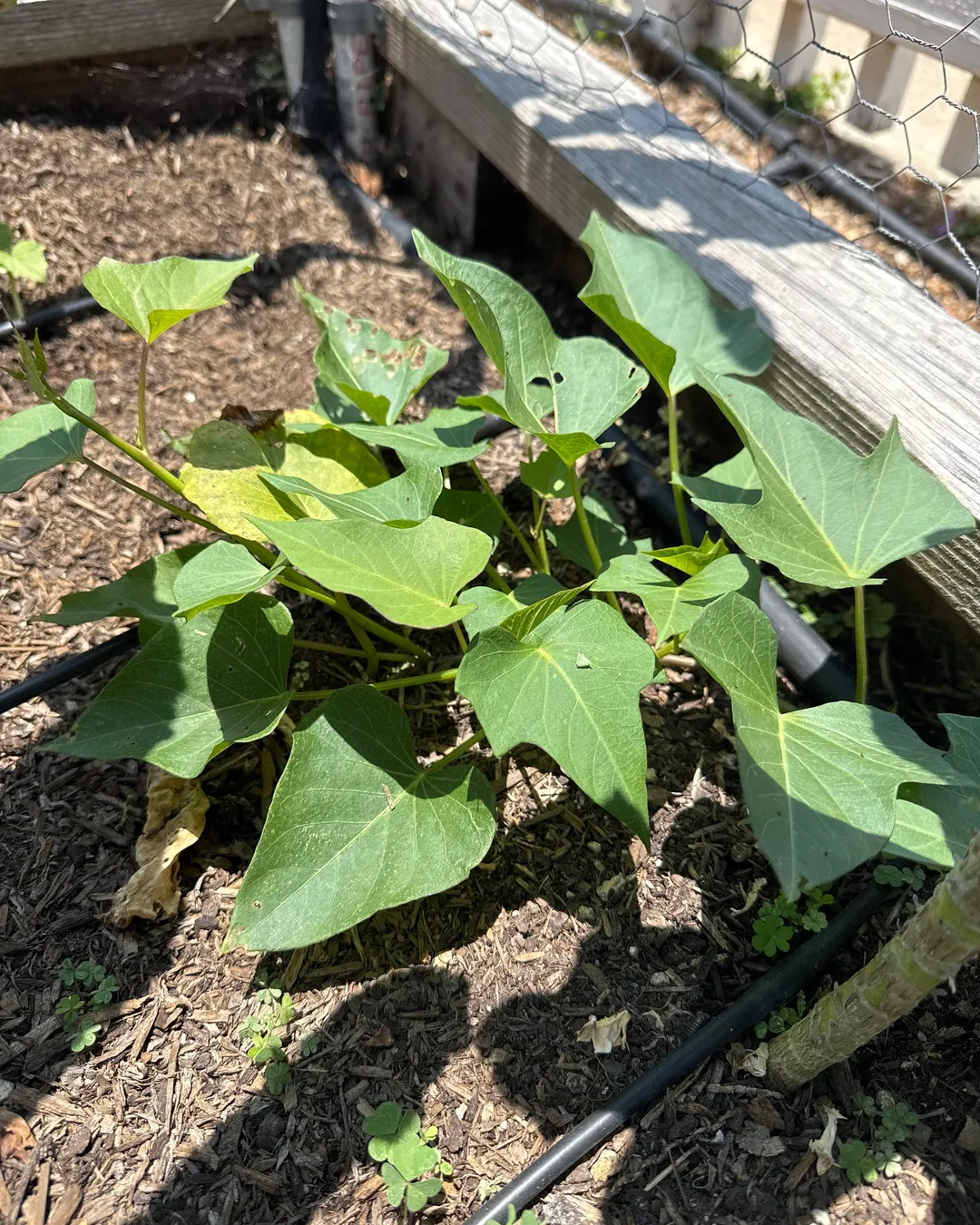 Plant photo