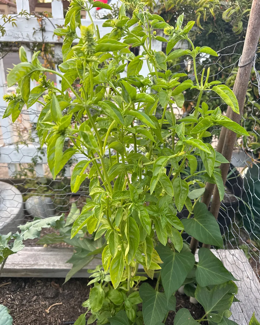 Plant photo
