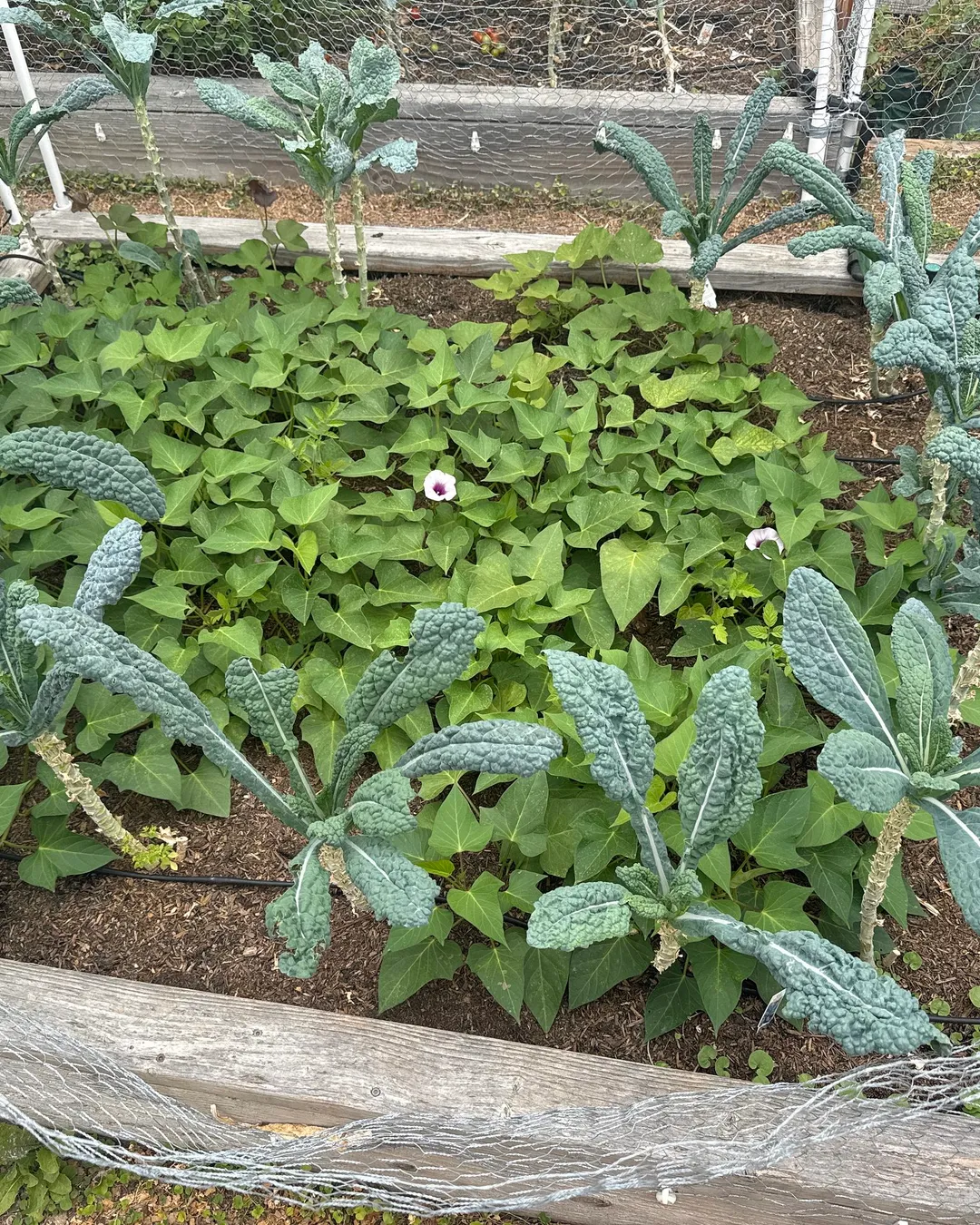 Plant photo