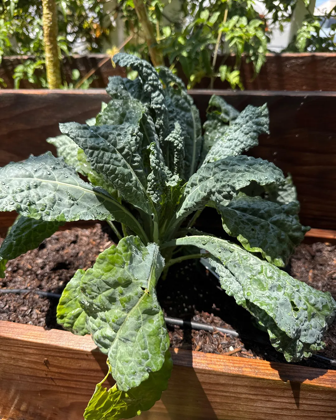 Plant photo