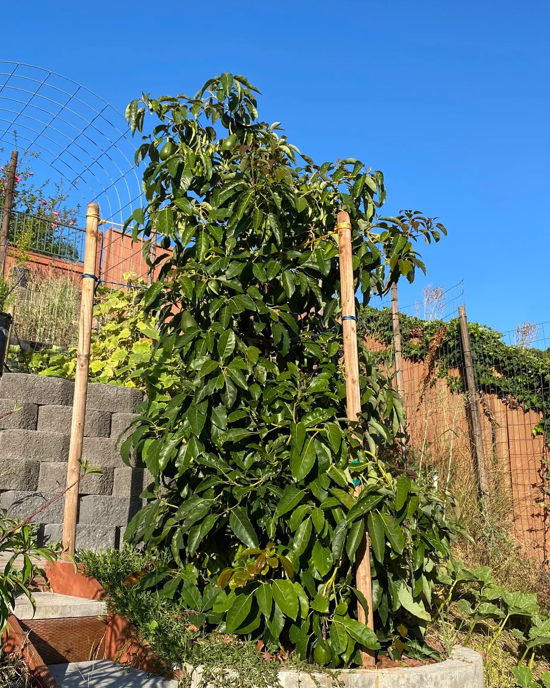 Fruits are getting to market size