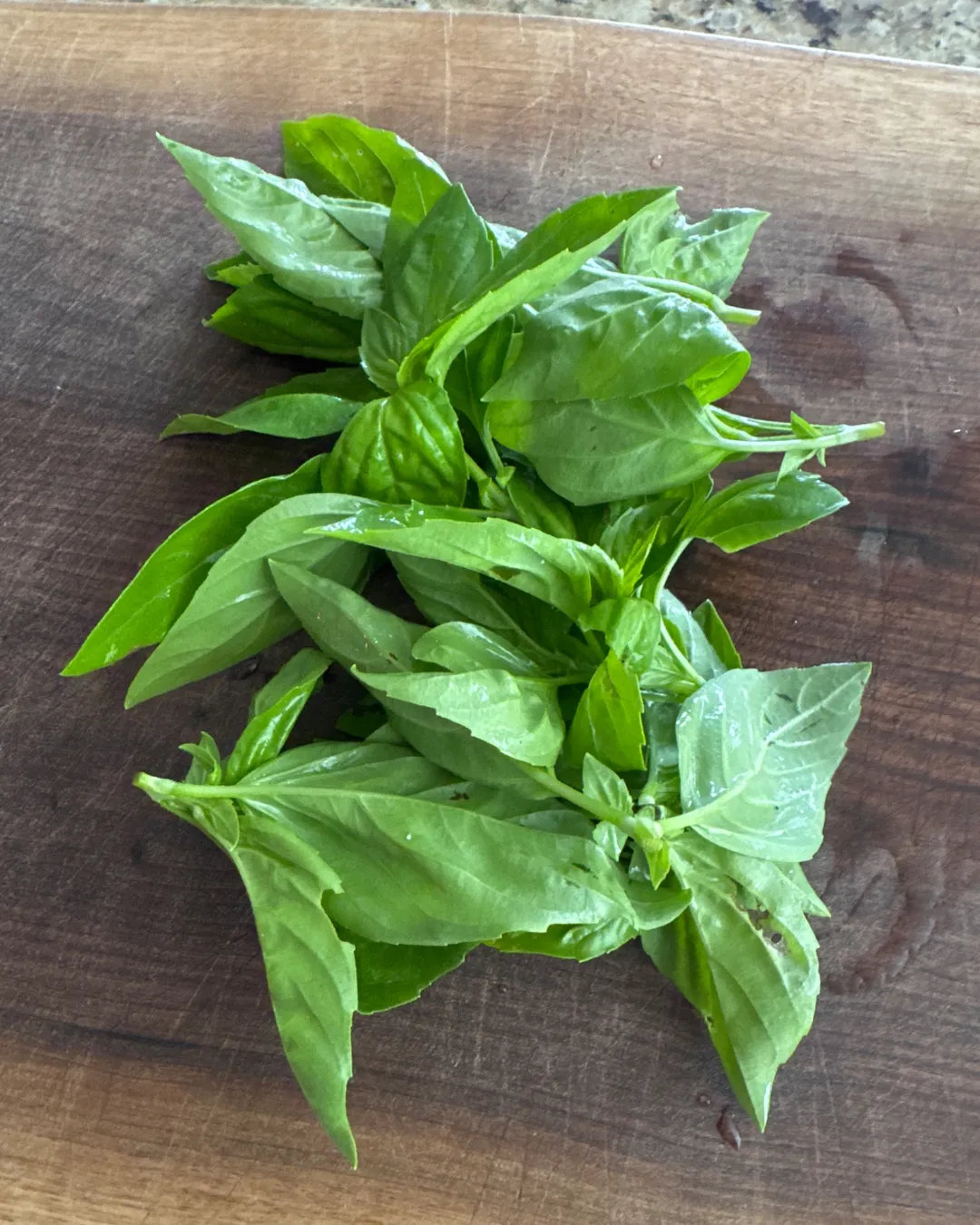Harvested 30 grams of Sweet Basil