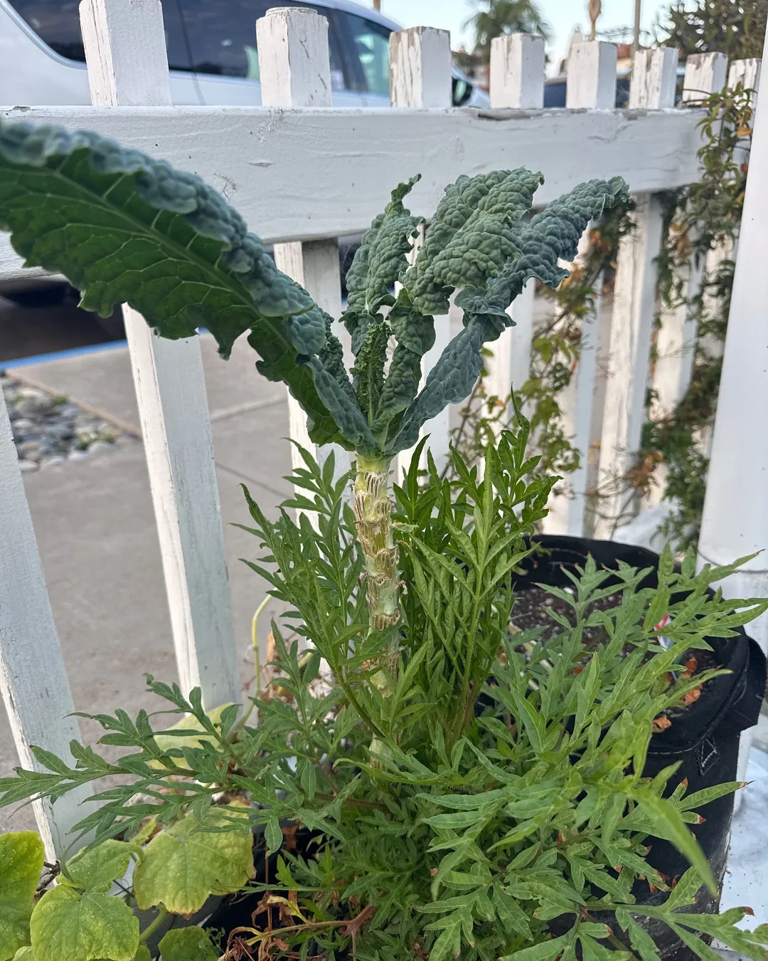Plant photo