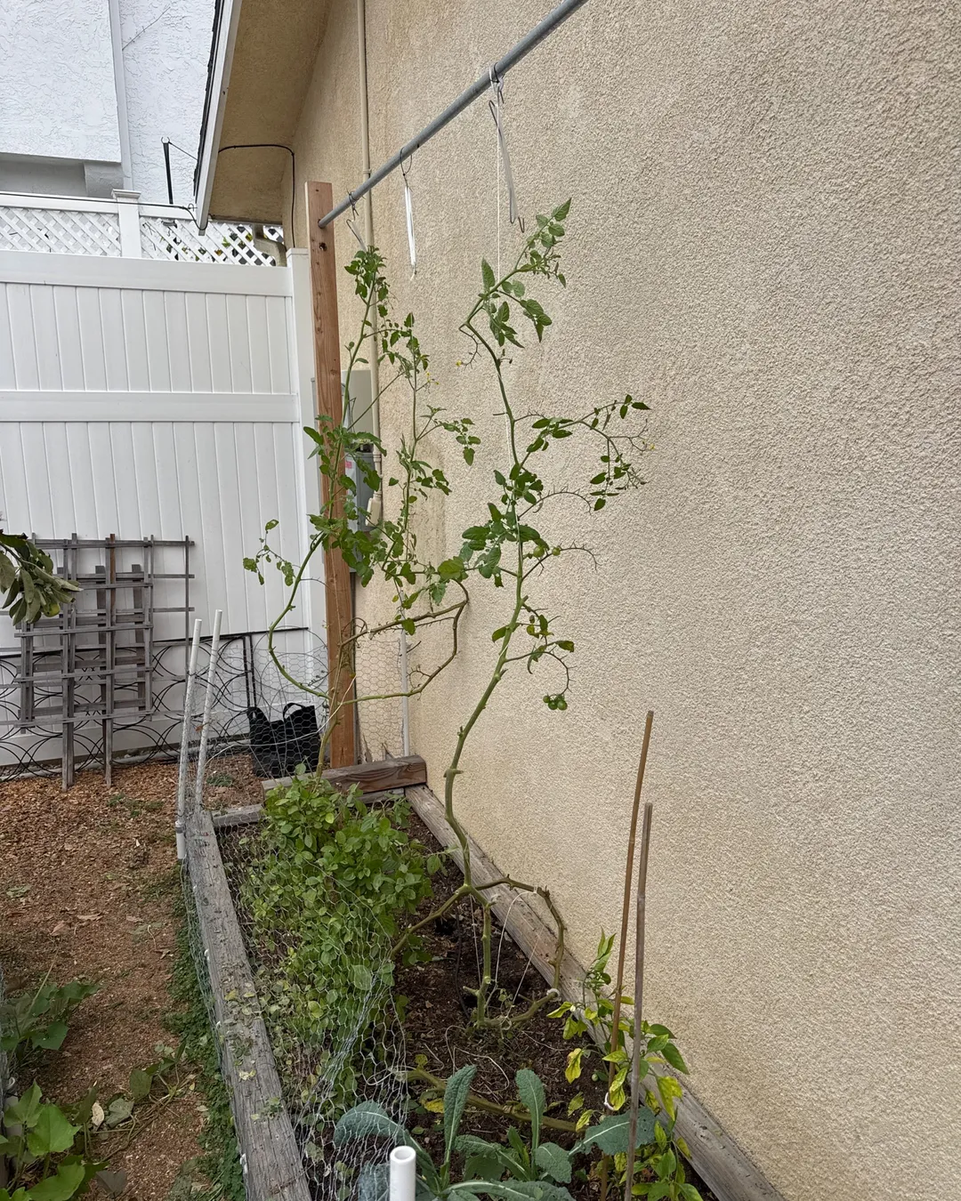 Pruning — Sungold Cherry Tomato (2 plants)