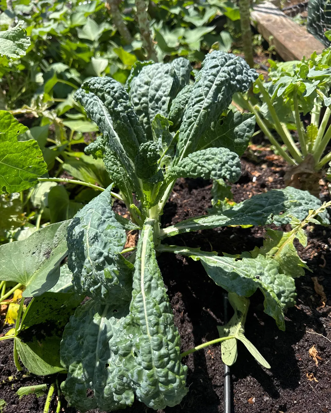 Plant photo