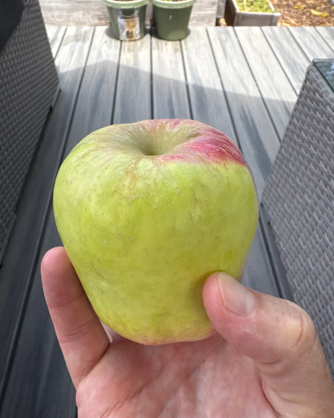 Harvested 1 Anna Apple