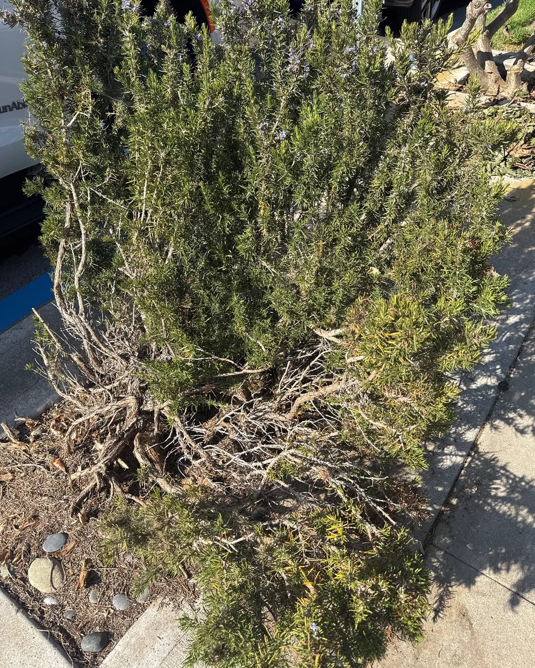 Plant photo