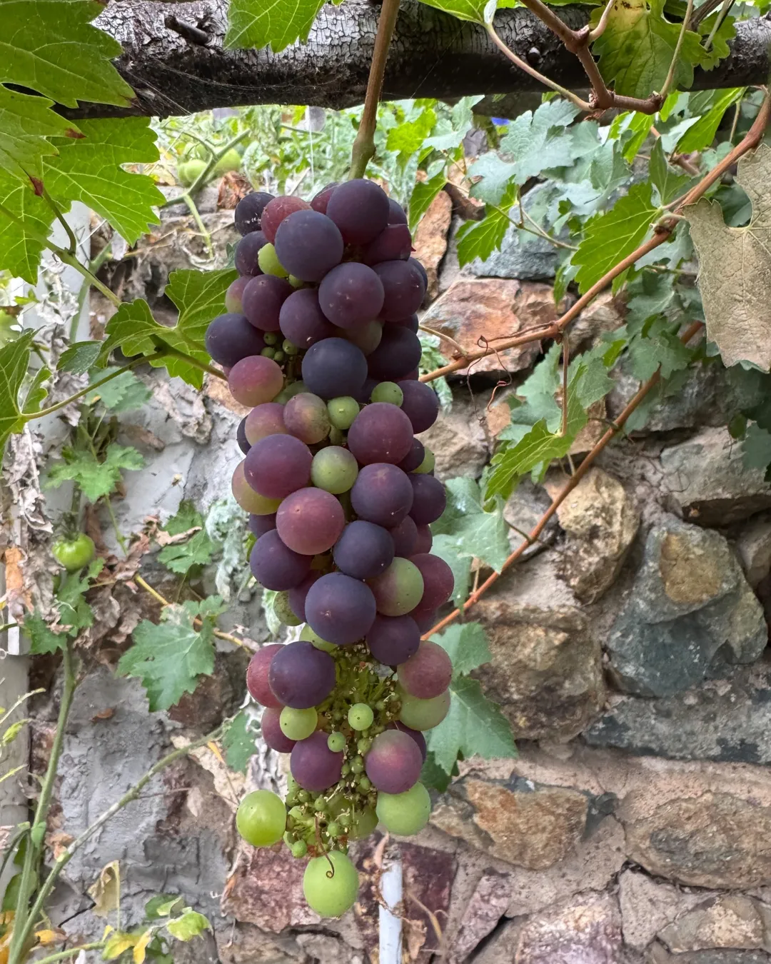Plant photo
