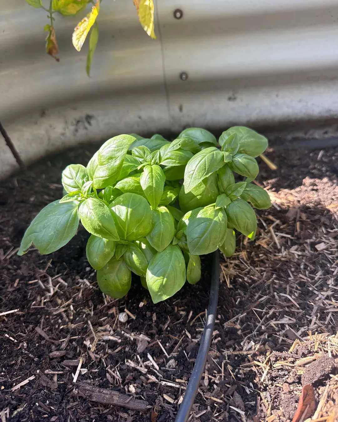 Plant photo