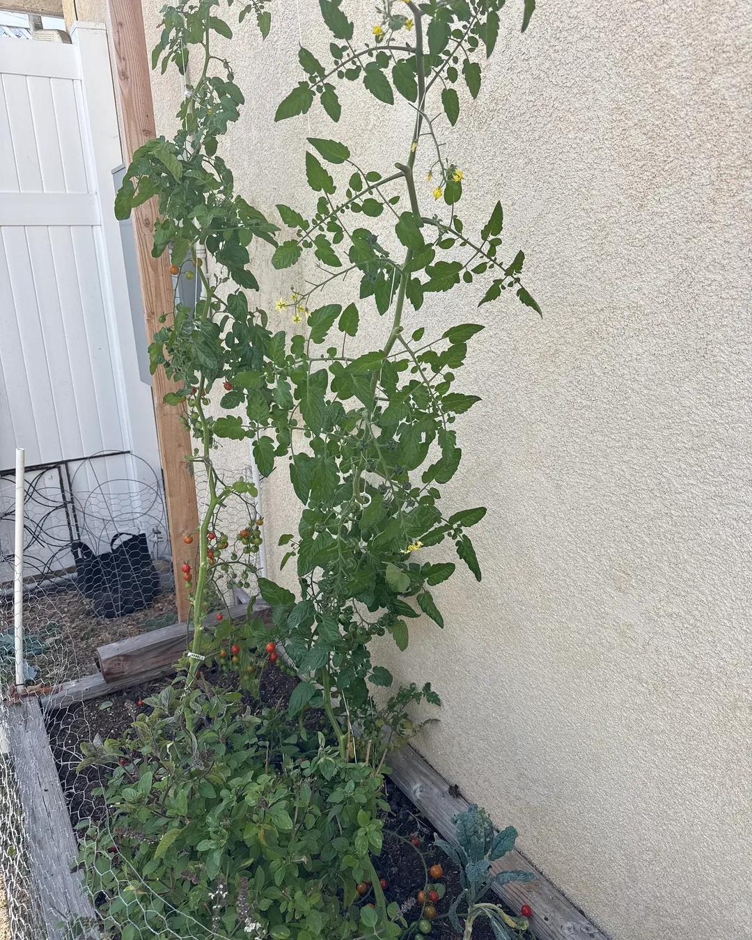 Pruning — Sungold Cherry