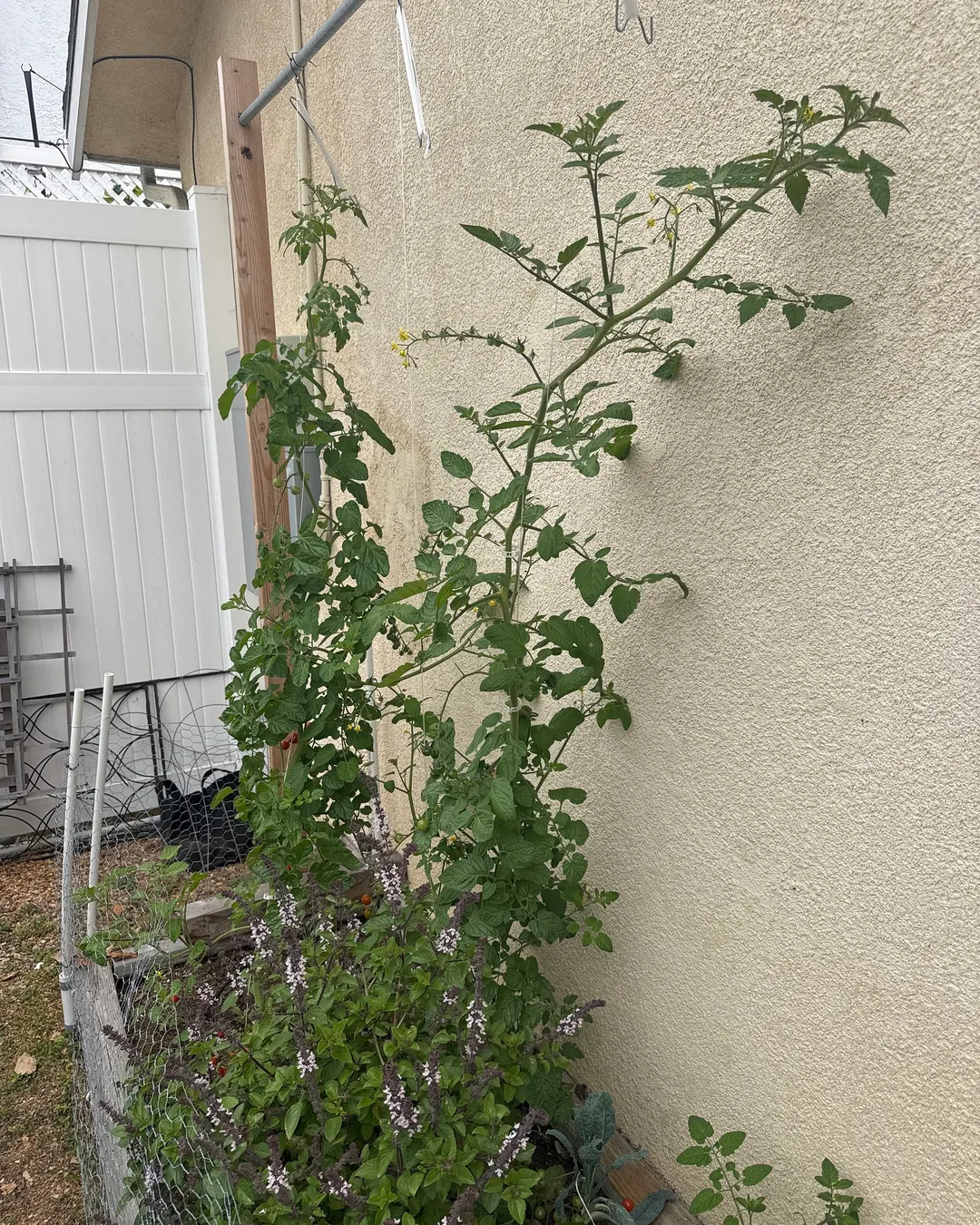 Plant photo