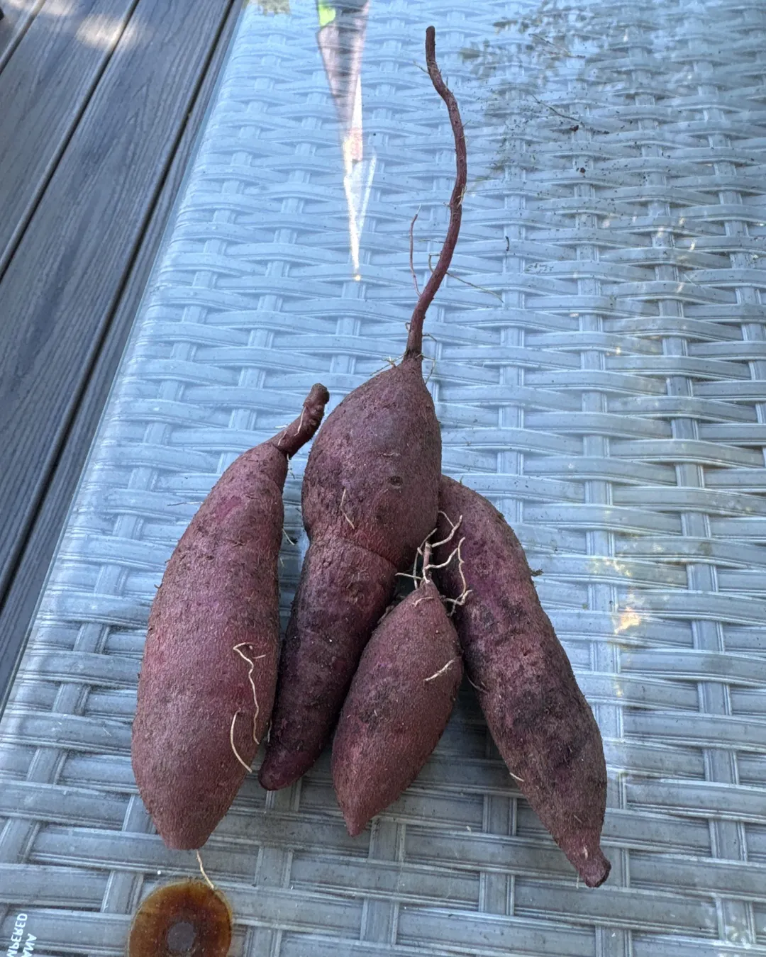 Harvested 1 lb of Orange Sweet Potato