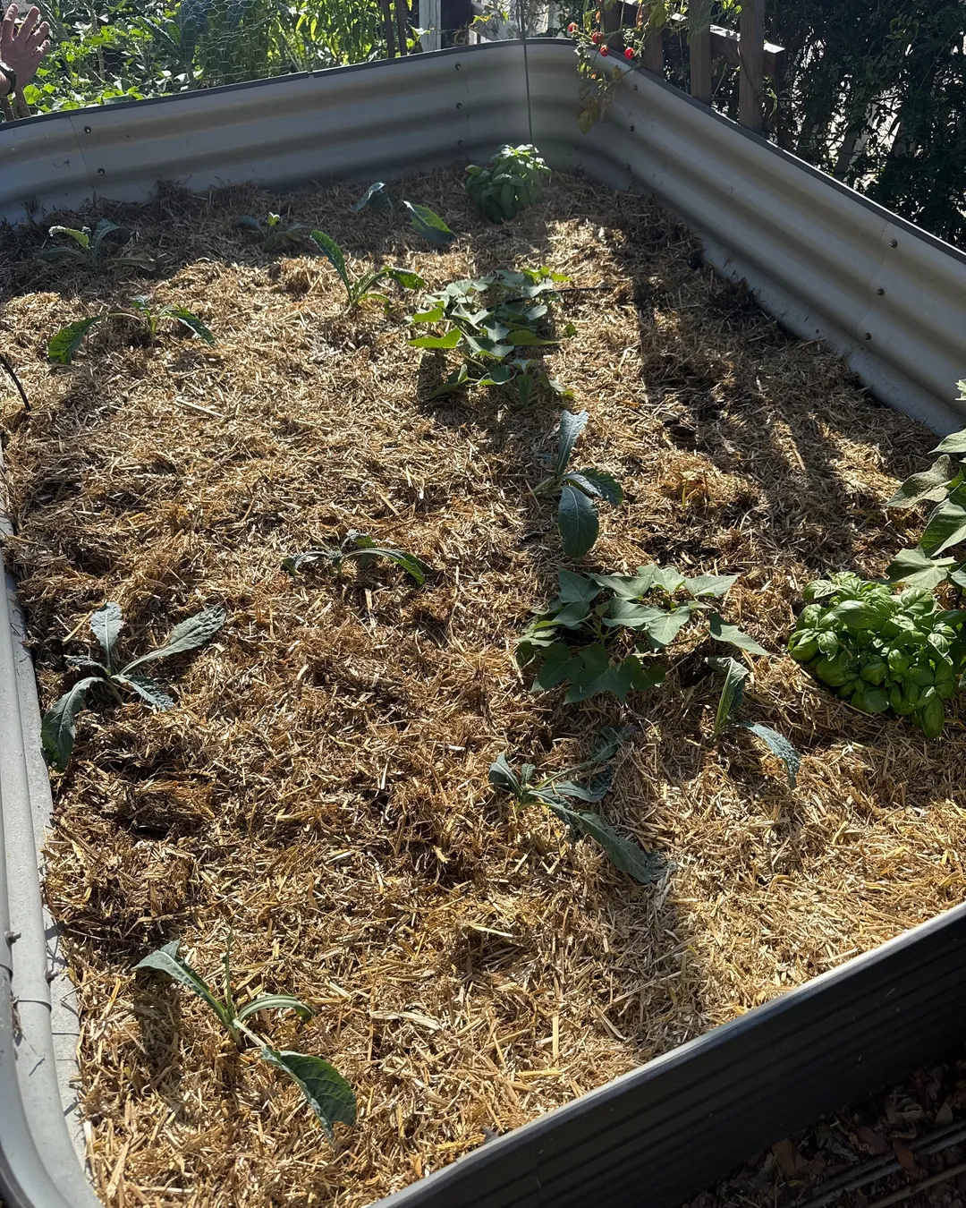 Lay down mulch — Front Tall Bed (15 plants)