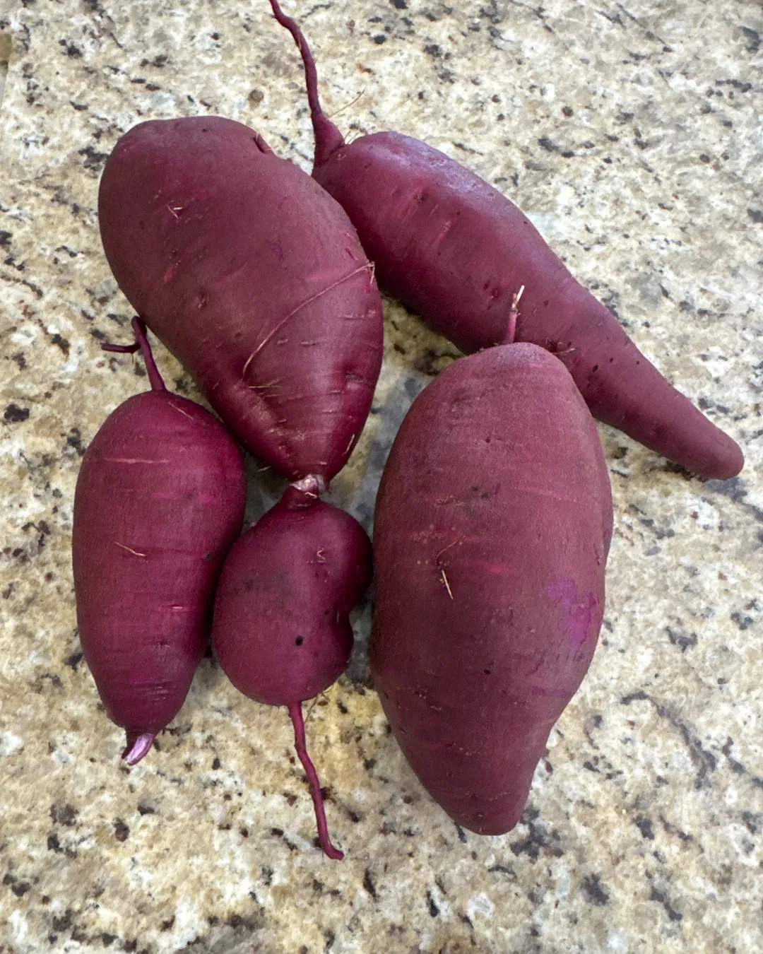 Harvested 4 lbs of Stokes Sweet Potato