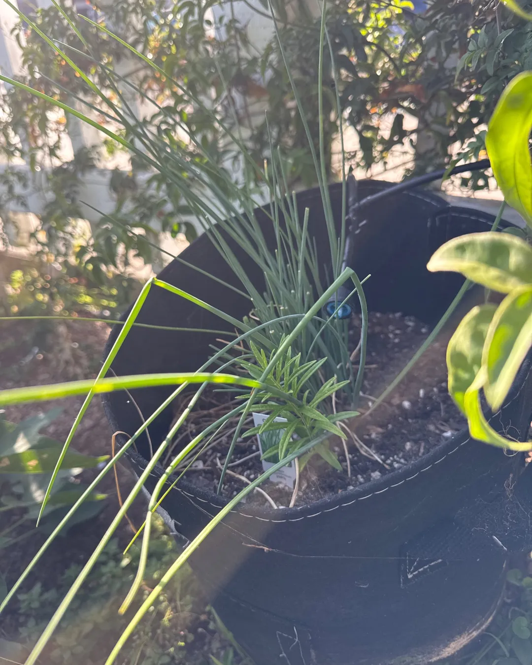 Plant photo
