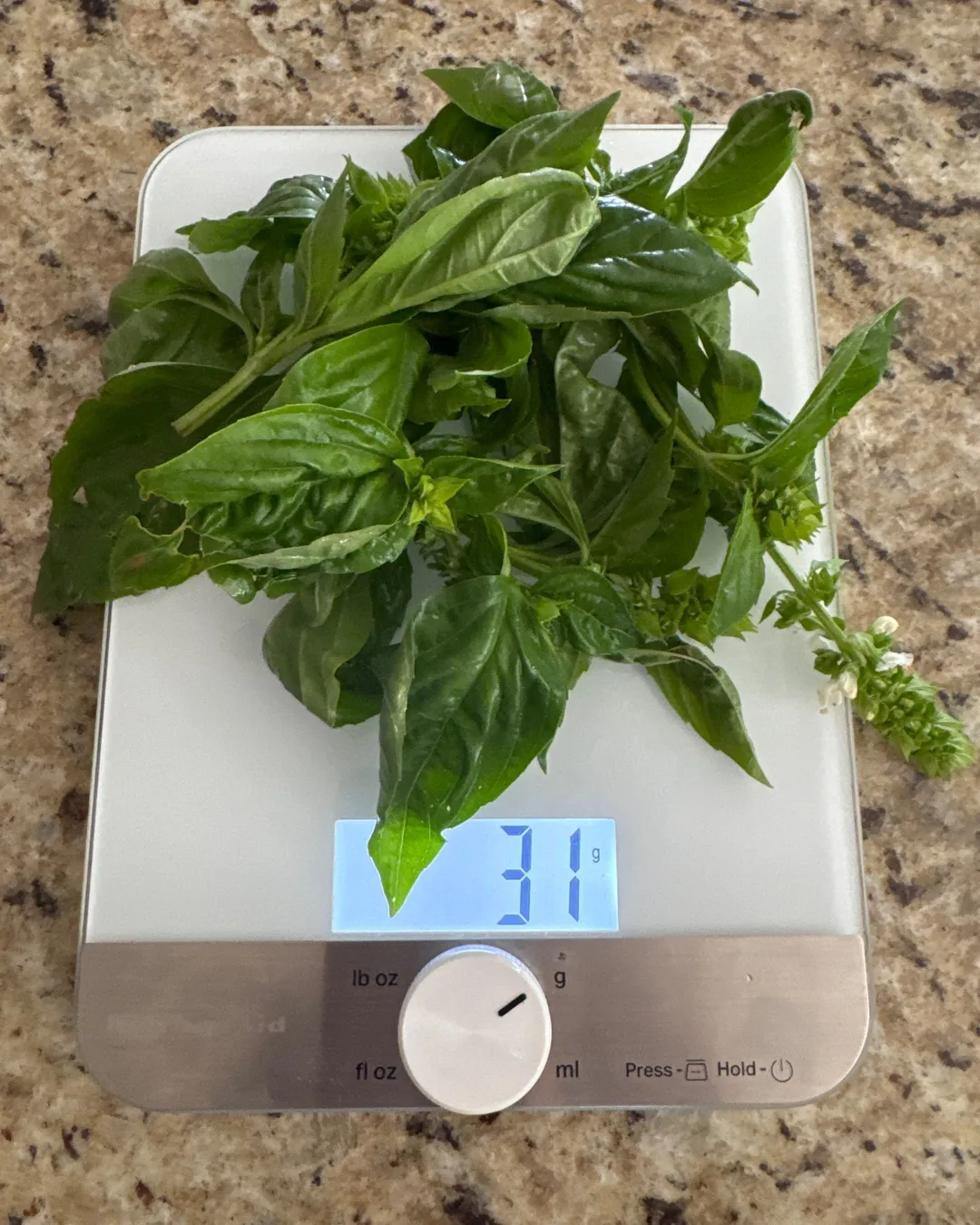 Harvested 31 grams of Sweet Basil