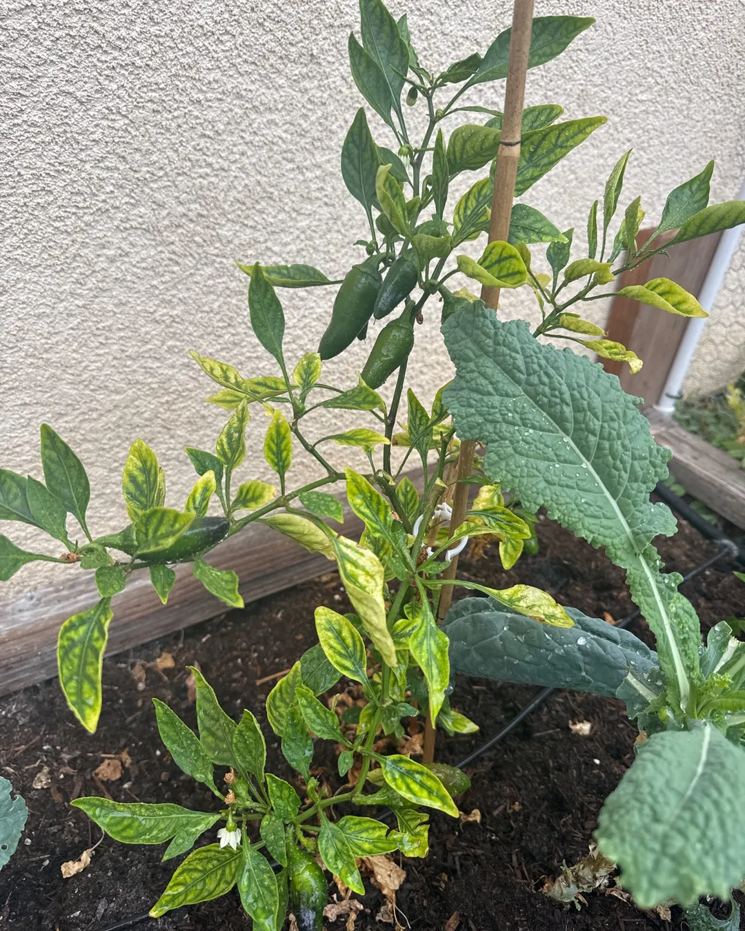 Plant photo